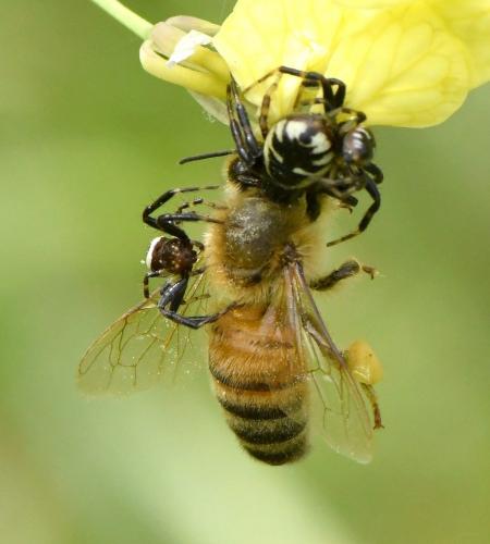 Réf. 229 241 : Synema globosum